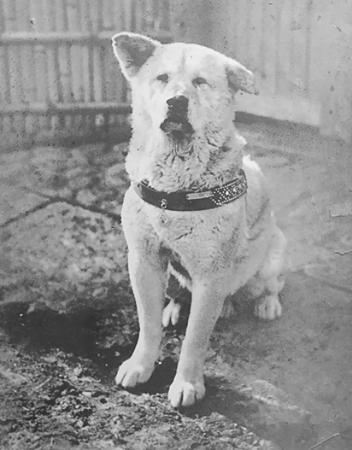 hachiko năm 1934